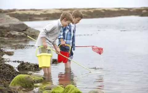 Two boys collecting shells with nets in tidal pool