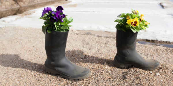 Two wellie boots repurposed as flower planters with purple and yellow flowers